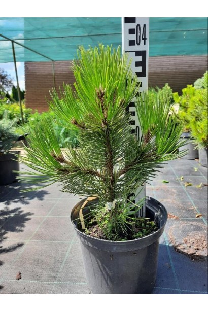 Сосна Гельдрейха / белокорая Компакт Джем - 5л/вис.35-40см/Ø15-25см